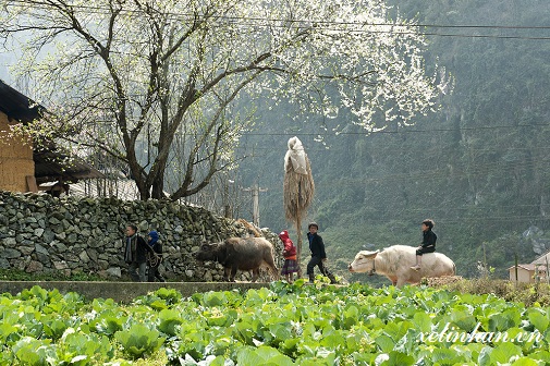 Thung lũng Sủng Là – “Nơi đá nở hoa”